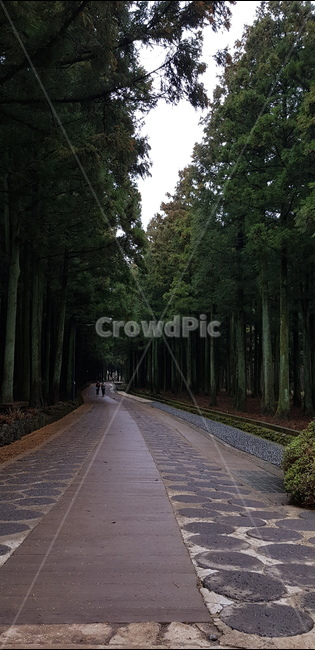 수선화,제주도,봄,길,수목원,노랑,숲,daffodil,jejuisland,arboretum,forest,road