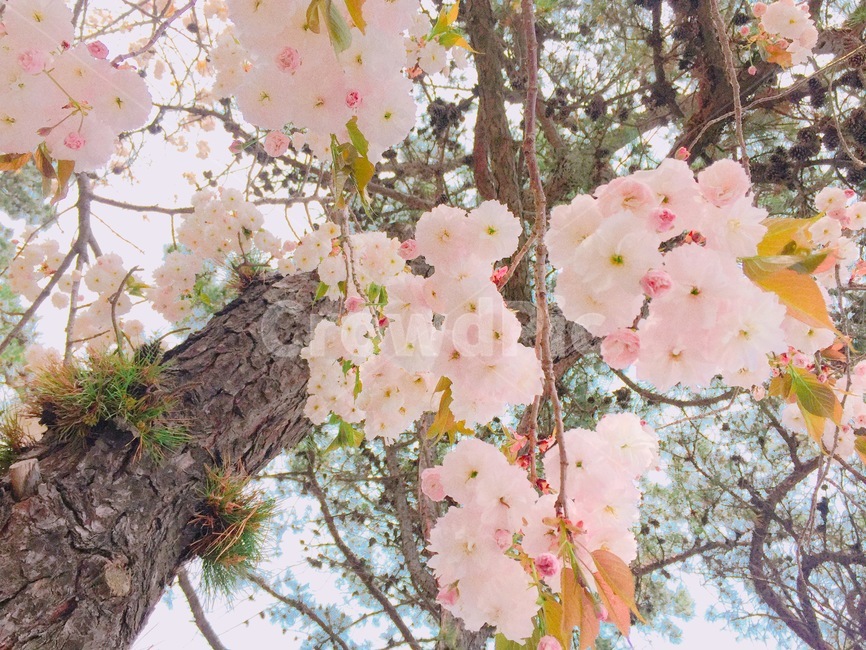 겹벚꽃,봄,꽃,겹벚나무,spring,따뜻함,분홍,분홍색,포근함