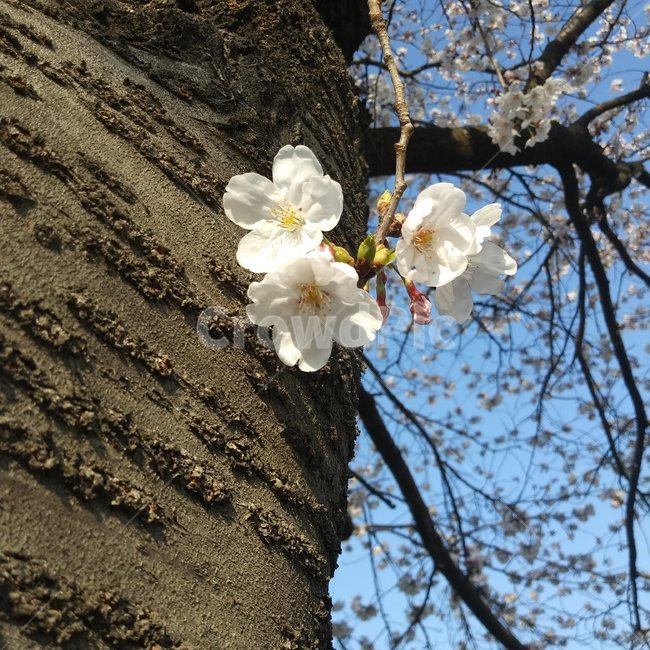벚꽃,나무,꽃,식물,plant,cherryblossom