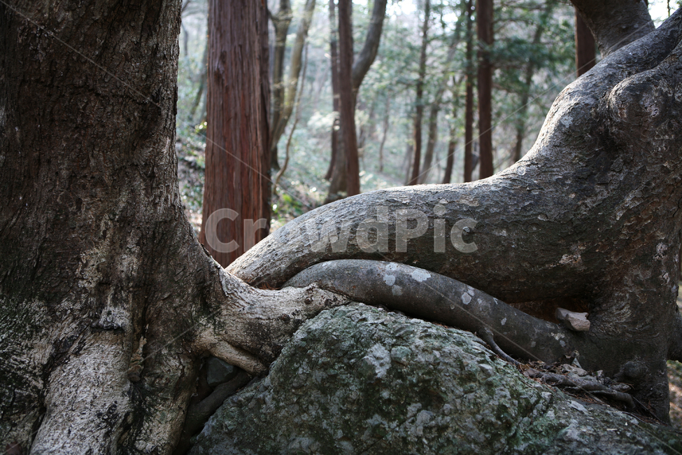 연리지,나무,자연,환경,산림,뿌리,부부,남녀,fusedtrees,forest,식물,자연,plants,nature,나무,trees,wood
