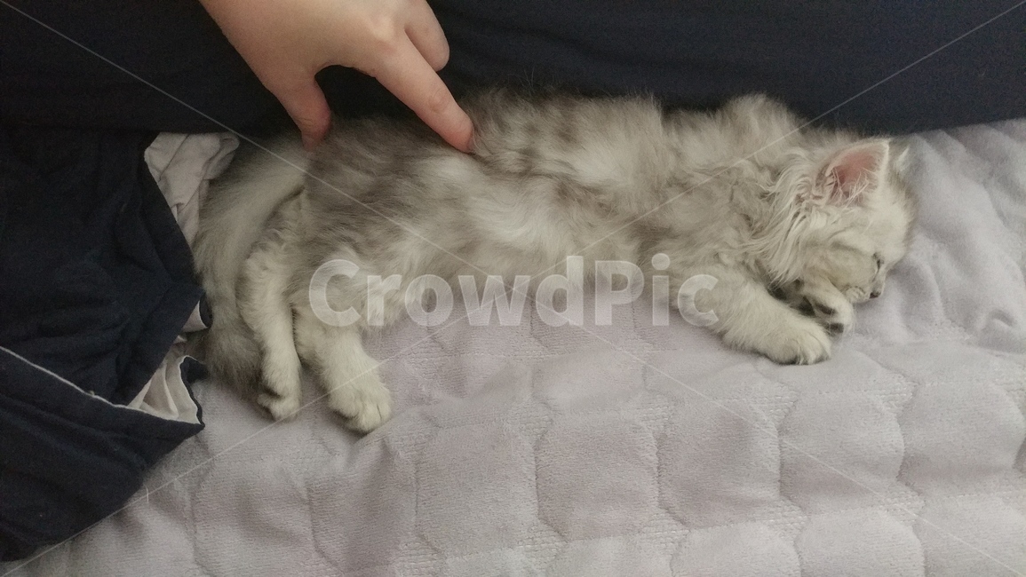 고양이,먼치킨,페르시안,자는고양이,하얀고양이,동물,animal,포유류,mammal,고양이,cat,kitten,kitty