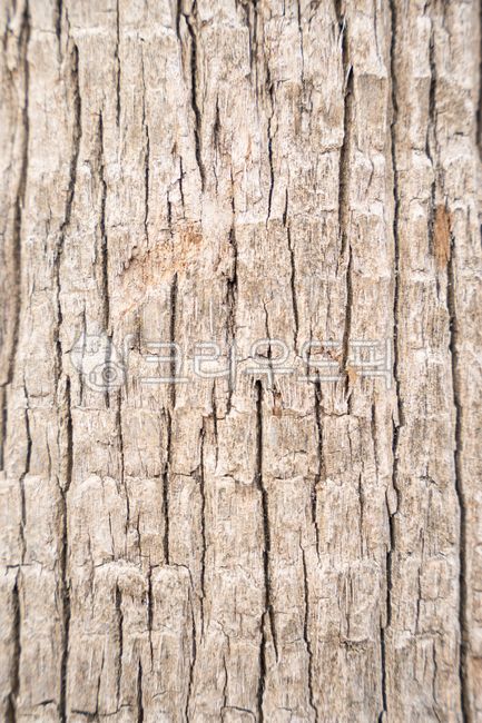 rough,skin,pattern,fell,tree bark,ecology,tree trunk,bark,treetrunk,protect,group,epidermis,Its thick,surface,nature,old,tree,Thick,coat,environment,Pillar,covered,plant,stem