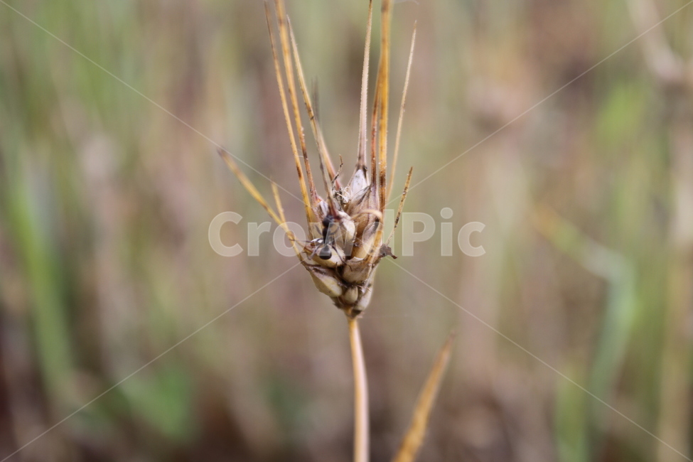 밀,이싹,식물,곡식,소맥,개미,ant,wheat,동물,animal,곤충,벌레,insect,bug,곡류,곡식,cereals