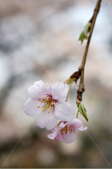 벚꽃,봄,봄날,감성,spring,flower,풍경,식물,꽃,분홍색,봄,계절,spring,season,식물,자연,plants,nature,꽃,flower,plant,blossom