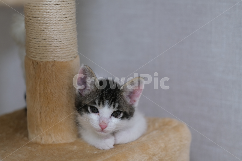 애완동물,반려동물,고양이,아깽이,새끼고양이,cat,동물,animal,포유류,mammal,고양이,cat,kitten,kitty
