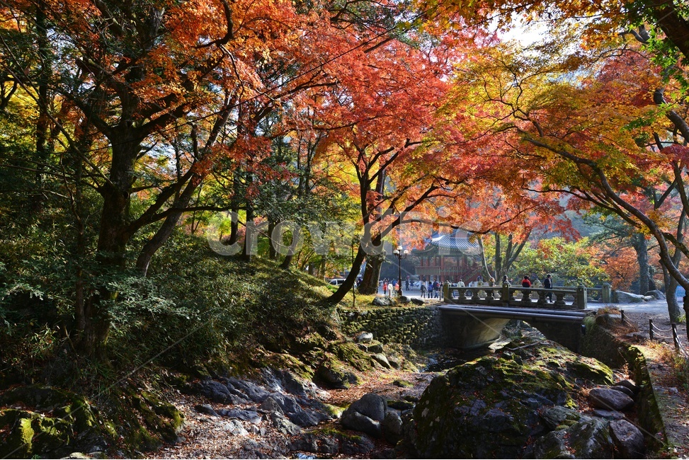 leaf,잎,plant,식물,tree,나무,maple,단풍,단풍잎,장성,백양사,백양사가을,가을,추색,만추,계절