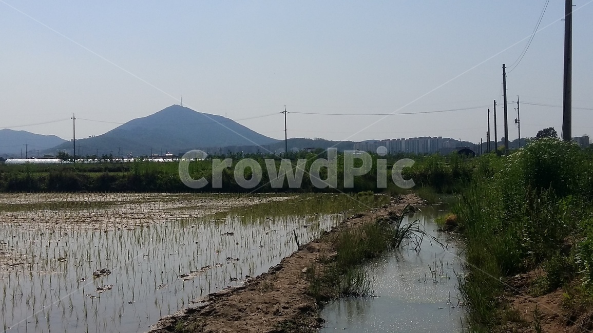 논,벼,논농사,논풍경,벼농사,시골,마을,풍경,landscape,country,rural,town