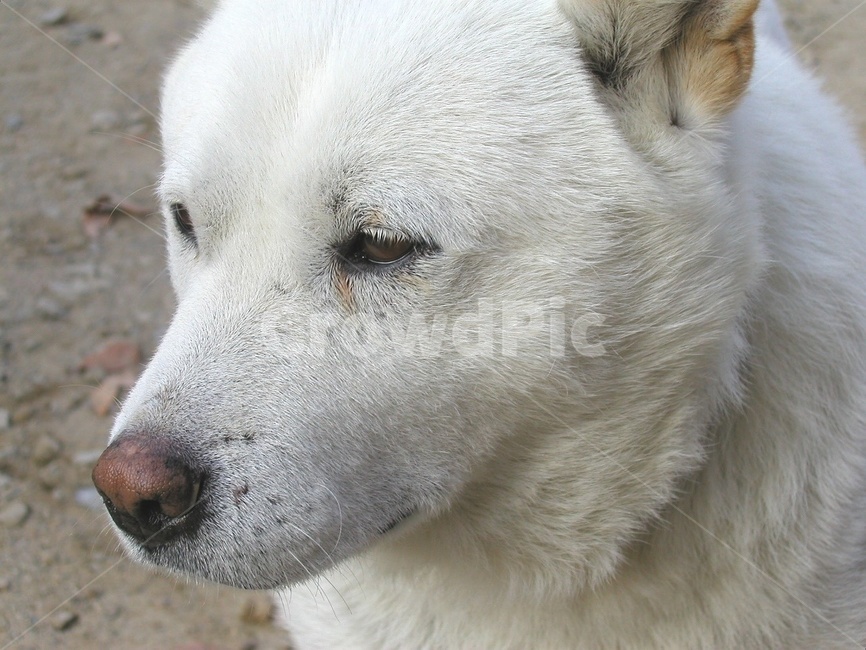 백구,개,하얀개,하얀털,dog