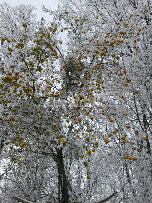눈,도로,눈꽃,나무,열매,하늘,겨울,계절,winter,season,식물,자연,plants,nature,나무,trees,wood