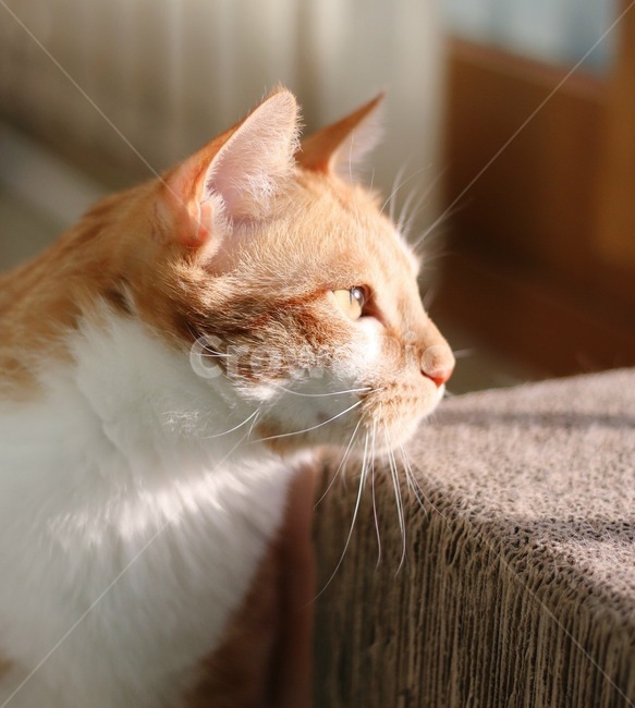 고양이,햇살,자연광,측면,스크래쳐,동물,animal,포유류,mammal,고양이,cat,kitten,kitty