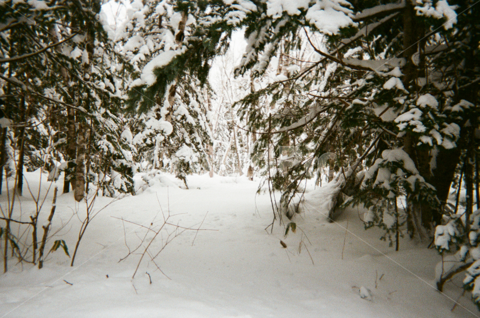 눈쌓인가지,눈덮힌나무,겨울나무,눈쌓인나무,겨울풍경,겨울,계절,winter,season,자연,풍경,nature,landscape,outdoors,옥외