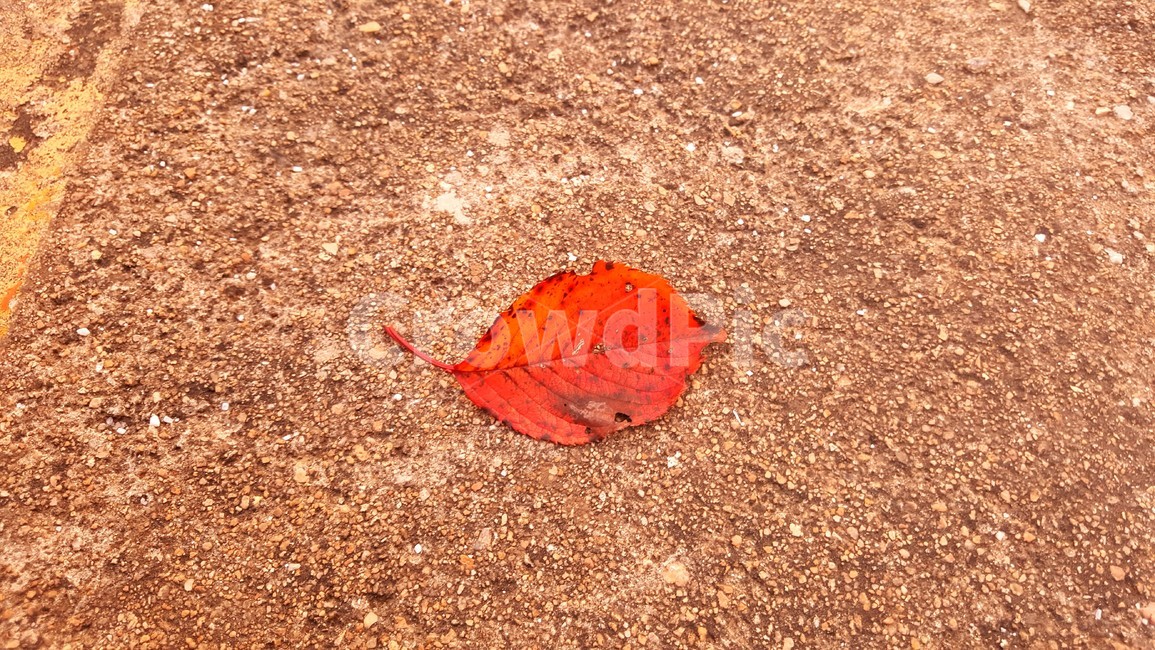 나뭇잎,가을,낙엽,가을의낙엽,잎사귀,가을,계절,fall,autumn,season,leaf,잎,plant,식물,ground,바닥,tree,나무