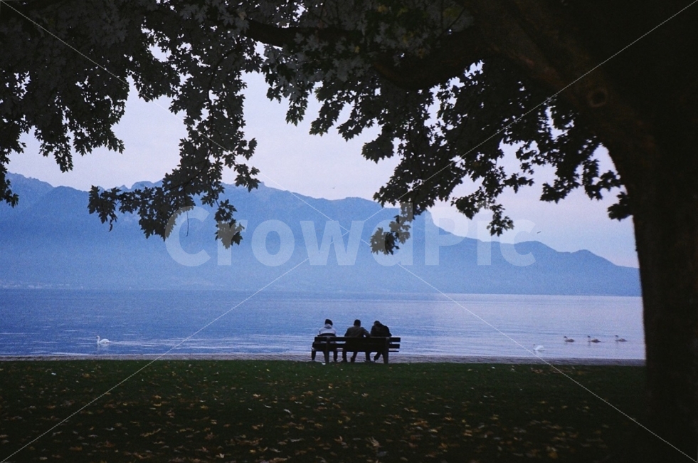 스위스,호수,친구,나무,백조,자연,풍경,nature,landscape,휴식,힐링,rest,relaxation,healing,해외,외국,세계,foreign,oversea,world,사람,인물,인간,human,person,친구,우정,friendship,companion