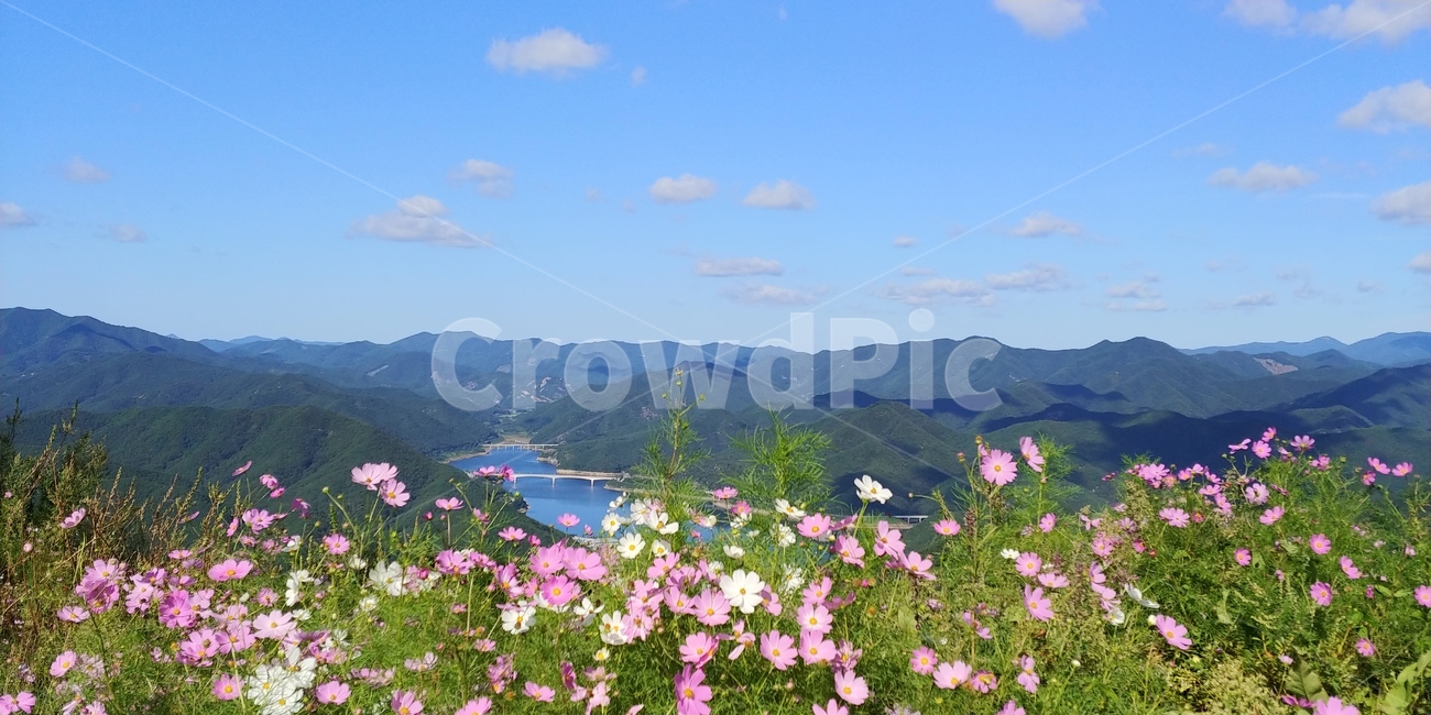 자연,산맥,산,코스모스,가을,산능선,구름,하늘,풍경