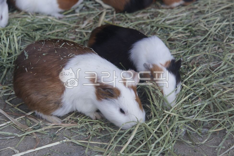 동물,설치류,기니피그,짚,동물원