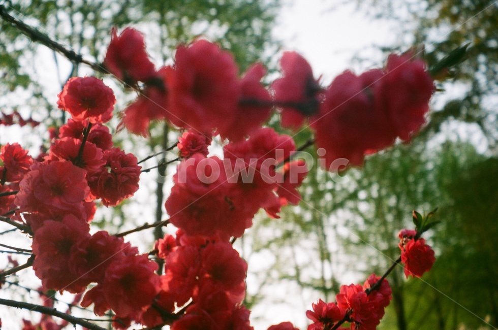 꽃,flower,식물,plant,필름,필름사진,film