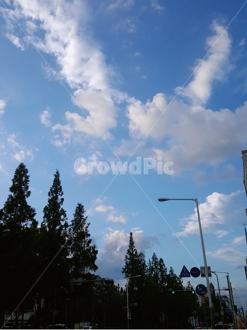 하늘,뭉게구름,새털구름,나무,해질녘,도심하늘,도로하늘