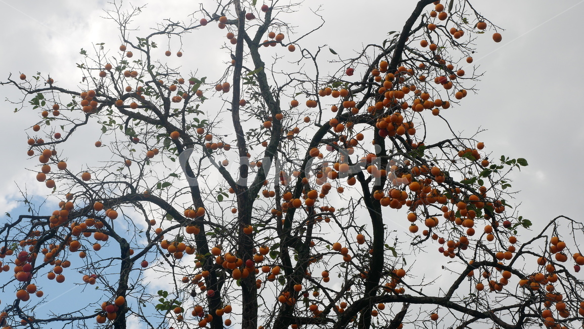 가을풍경,가을,가을하늘,감나무,감,감홍시,식물,fruit,과일,열매,fruit
