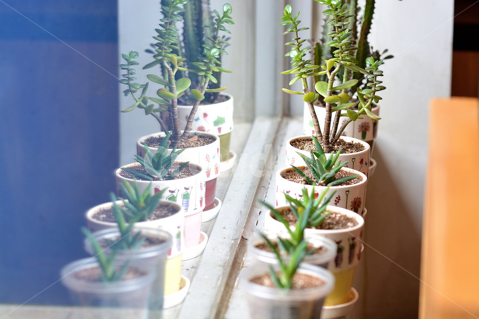식물,선인장,반영,유리에비친,화분,식물,자연,plants,nature,실내용화초,화분,화초,house plant,인테리어,실내디자인,interior design