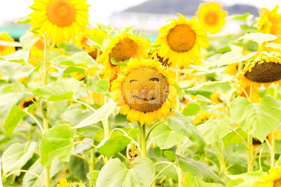 해바라기,미르섬,충남,공주,해바라기밭,해바라기꽃,출사,여행,데이트,나들이,드라이브,식물,자연,plants,nature,꽃,flower,감정표현,기분,feeling,emotion