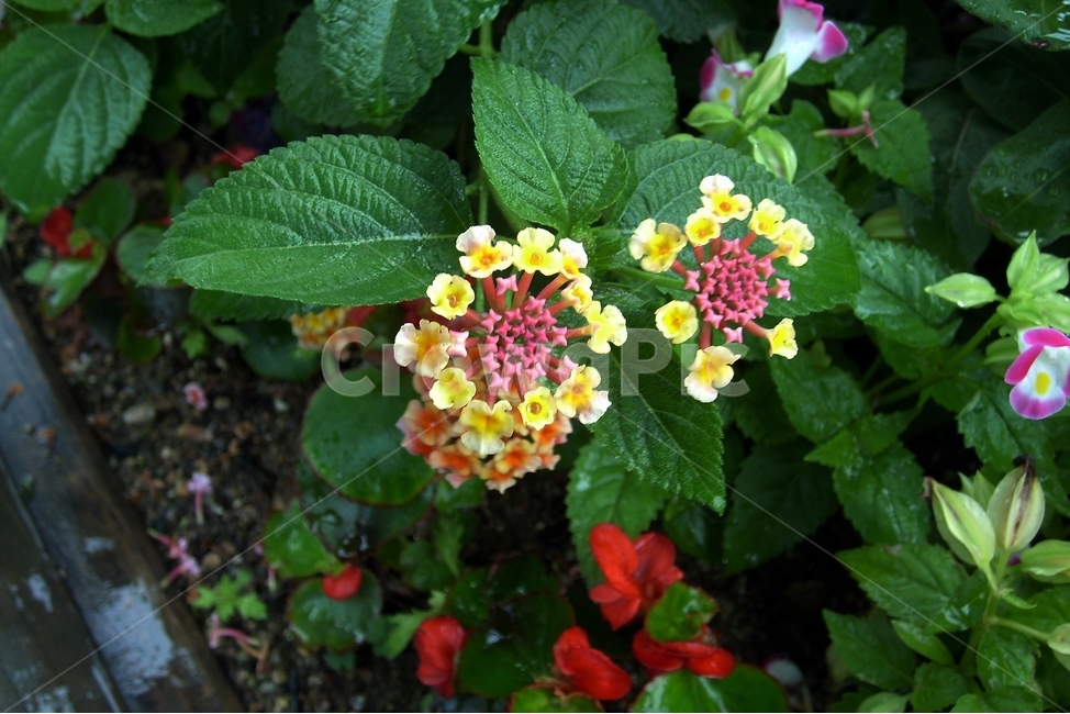 란타나,원예,정원,7색,칠변화,lantana,sevencolor,plant,bloom,flower,꽃,자연,beautiful,식물,자연,plants,nature,꽃,flower