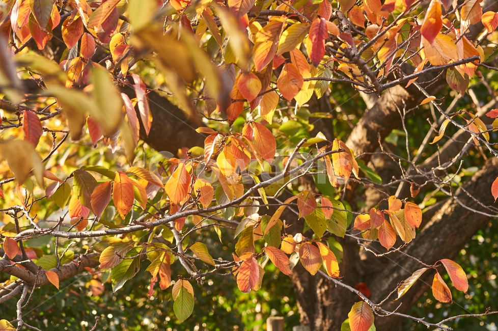 공원,빛,풍경,야외,잎,가을,정원,밝은,숲,나무,녹색,자연,가을,계절,fall,autumn,season,plant,식물,leaf,veins,정맥