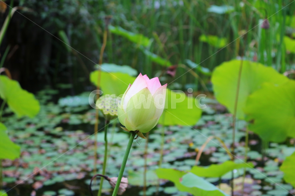 수련,연꽃,연잎,식물,수생식물,연,자연,식물,자연,plants,nature,꽃,flower