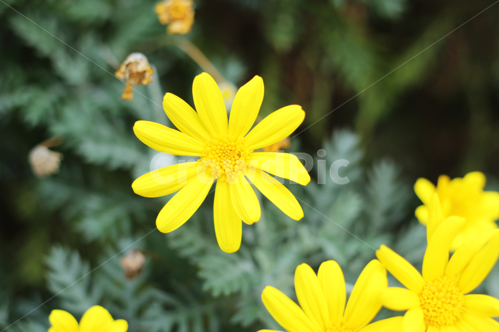 꽃,겨울꽃,식물,blossom,flower,식물,자연,plants,nature,꽃,flower