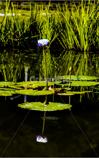 pond,humus plant,innocence,reflection,training,Lotus,flower,lotus leaf,plant,Emotion,marsh,water plants