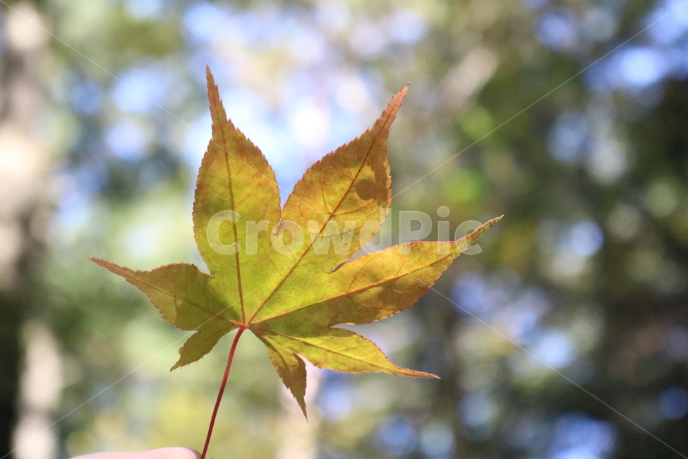 단풍,단풍나무,빨간색,가을,단풍잎,나무,나뭇잎,가을,계절,fall,autumn,season,plant,식물,leaf,잎,tree