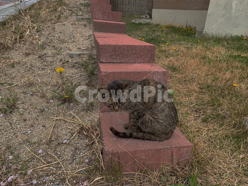 고양이,cat,flower,꽃,동물,평화로운,감성적