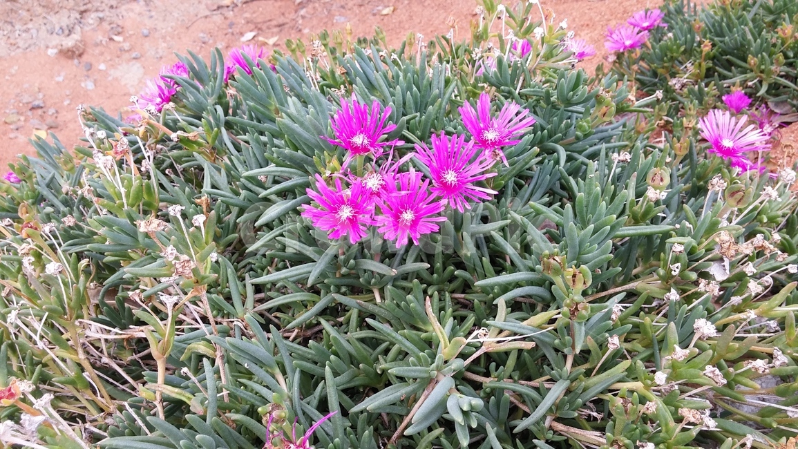 꽃,들꽃,야생화,들,산,자연,식물,자연,plants,nature,꽃,flower