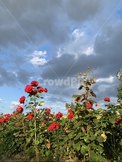 꽃,장미,flower,plant,식물,넝쿨,풍경,공원
