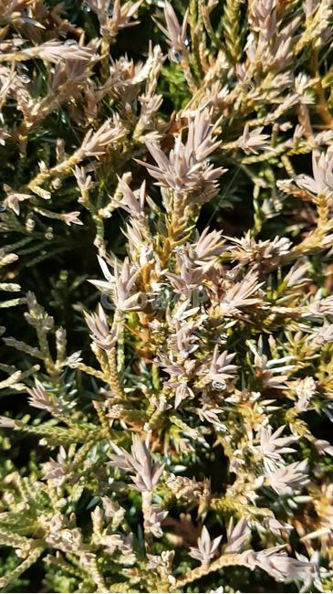 식물,향나무,향나무잎,향나무가지,나뭇잎,침엽수,plant,초목,잎,tree,식물,자연,plants,nature,나무,trees,wood