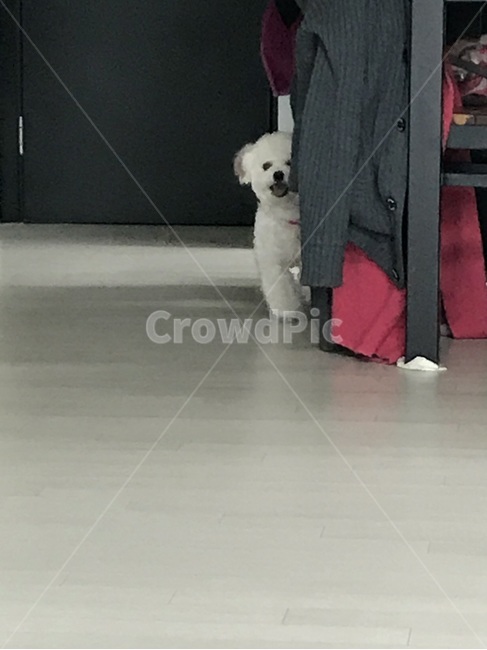 반려견,pet,비숑프리제,미니비숑,bichonfrise,동물,animal,포유류,mammal,개,강아지,dog,doggy