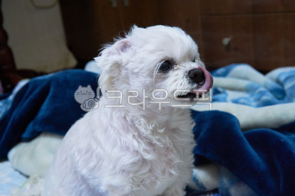 개,강아지,댕댕이,애완견,반려견,애완동물,반려동물,동물,pet,animal,dog,말티즈,마르티즈,말티스,마르티스