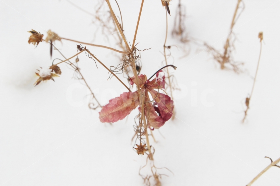 눈,설경,하얀,하얀색,전경,눈송이,나무,나뭇가지,잎,식물,자연,plants,nature,겨울,계절,winter,season