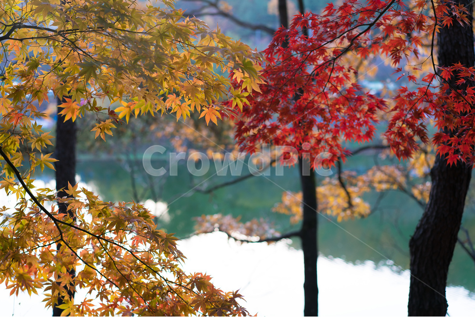 가을,풍경,단풍나무,단풍잎,강,가을,계절,fall,autumn,season,식물,자연,plants,nature,나무,trees,wood,plant,leaf,잎,tree,maple,단풍