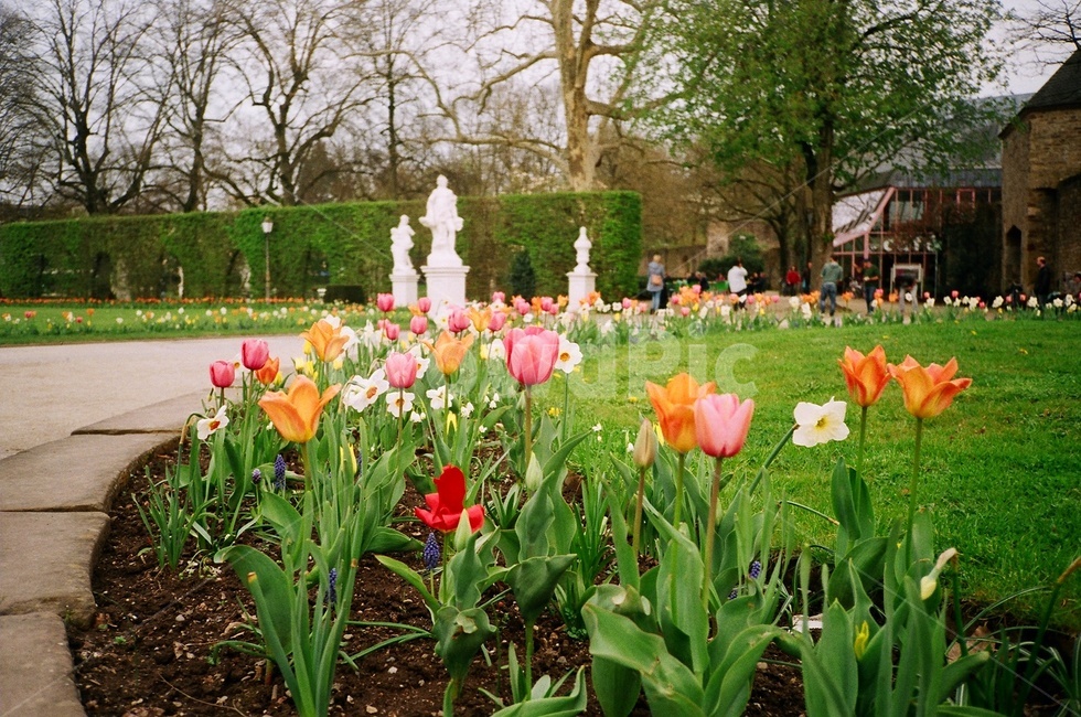 튤림,꽃,꽃밭,tulip,flower,알록달록