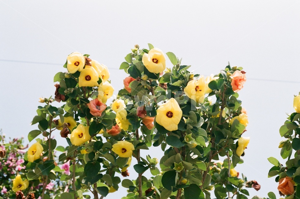 꽃,노란색,노란꽃,하늘,예쁨,식물,자연,plants,nature,꽃,flower