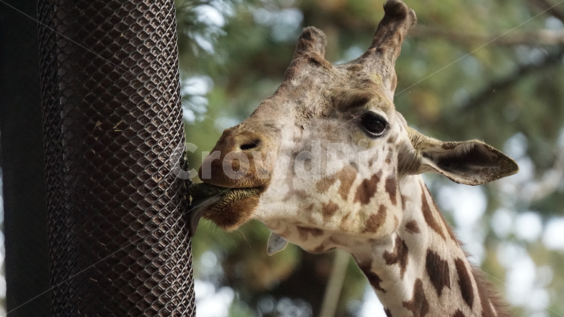 giraffe,기린,animal,동물,mammal,포유류,wildlife,야생동물,동물원,키큰동물,동물,animal,포유류,mammal