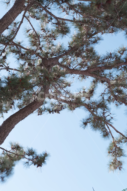 소나무,나무,자연,하늘,숲,tree,wood,nature,식물,식물,자연,plants,nature,나무,trees,wood