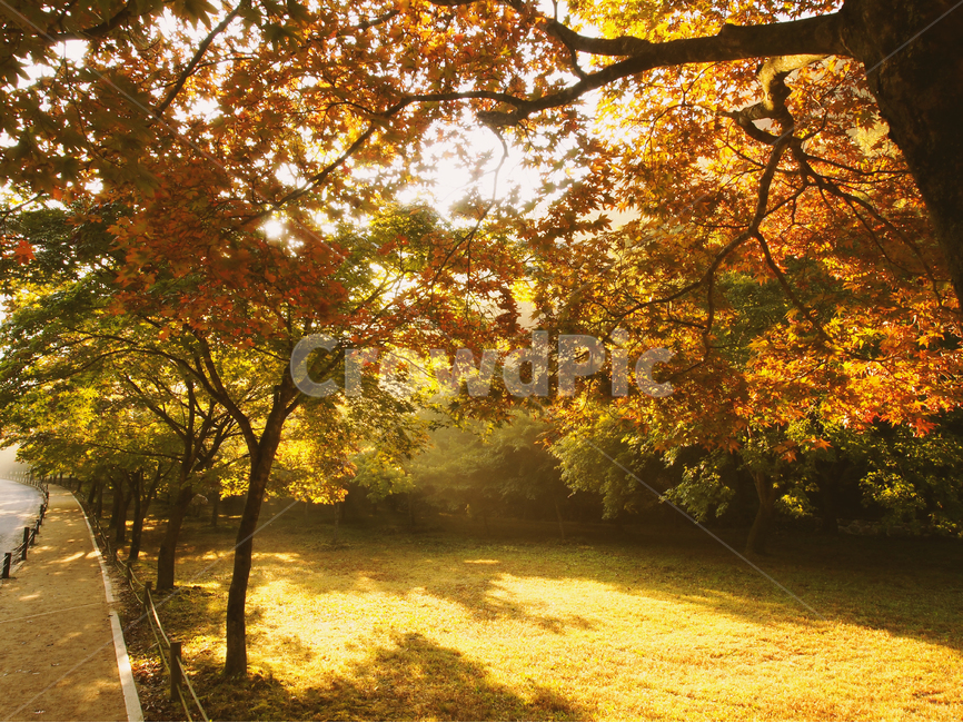단풍,가을,햇빛,내장산,햇살,풍경,sun,landscape,leaf,산,mountain,fall,자연,nature,가을,계절,fall,autumn,season,자연,풍경,nature,landscape,식물,plants,나무,trees,wood,휴식,힐링,rest,relaxation,healing,tree,plant