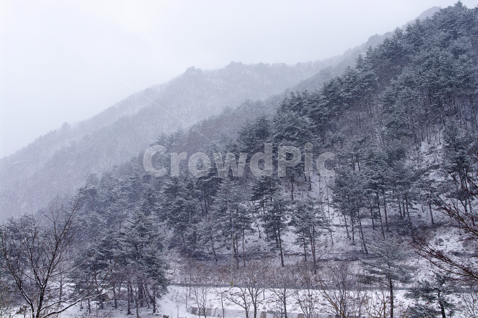 나무,식물,plant,겨울,winnter,설경,눈,겨울,계절,winter,season,자연,풍경,nature,landscape,outdoors,옥외