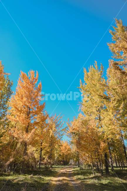 blue sky,Ginkgo,Dasan Ginkgo Forest,tree,bluesky,Emotional photo,trail,fallen leaves,fall,road,plant,ginkgo,autumn,walk