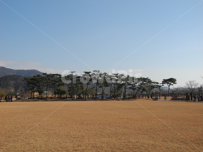 순천만,갈대,자연,풍경,바람