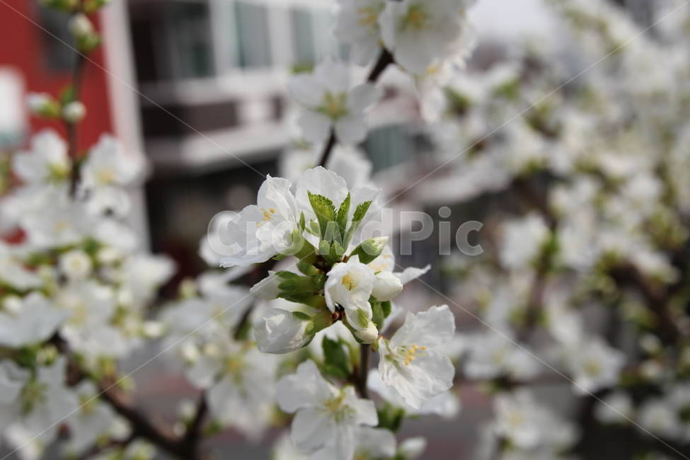 앵두나무,힌꽃,봄꽃,나무,식물,유실수,앵두,과일,plant,flower,blossom,꽃