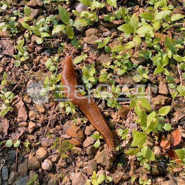 달팽이,민달팽이,연체동물,복족류,괄태충,자연달팽이