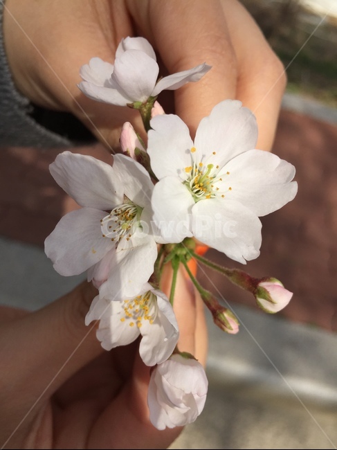 벚꽃,두손,봄,봄날,식물,plants,flower,spring,자연,nature