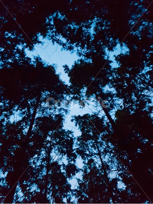 하늘,나무,공원,풍경,숲,밤하늘,밤풍경,어두운,자연,풍경,nature,landscape,tree,plant,식물,vegetation,초목